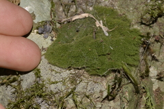 Coenogonium implexum