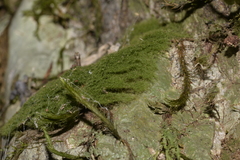 Coenogonium implexum