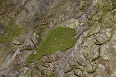 Coenogonium implexum