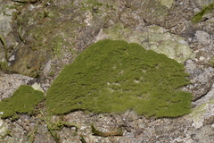 Coenogonium implexum