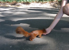 Sciurus vulgaris