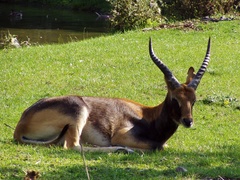Nile Lechwe photo 5