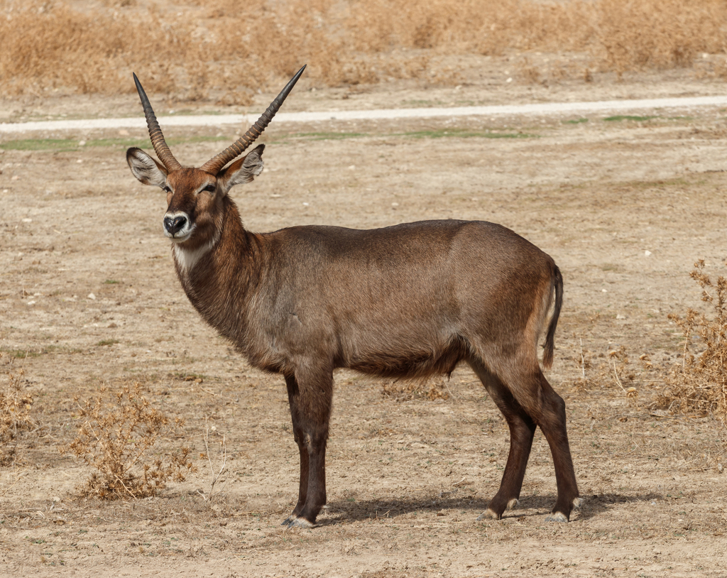Kob