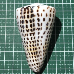 Conus litteratus