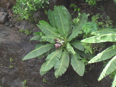 Ensete superbum