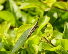 Neorthacris