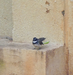 Rhipidura albogularis