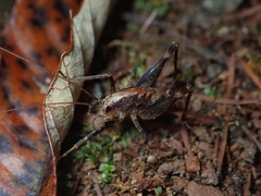 Diestrammena elegantissima