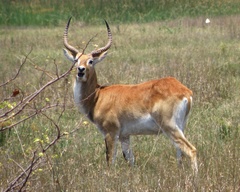 Lechwe photo 3