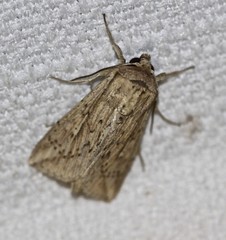 Mythimna decisissima