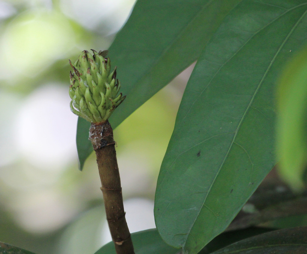 Magnolia singapurensis