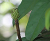 Magnolia singapurensis - Photo (c) Cerlin Ng, some rights reserved (CC BY-NC-SA)