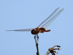 Tramea darwini