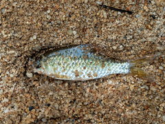 Barbodes binotatus