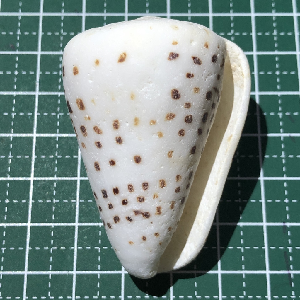 Ivory cone