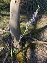 Thelymitra grandiflora