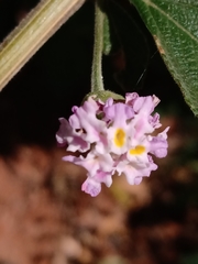 Lippia alba