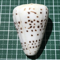 Conus eburneus