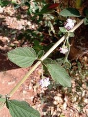Lippia alba