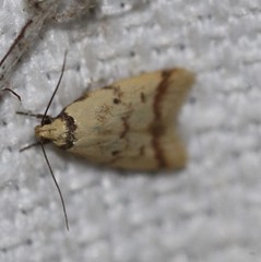 Heteroteucha anthodora