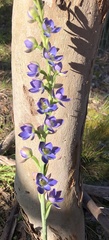 Thelymitra grandiflora