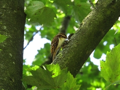 Certhia familiaris