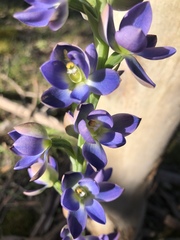 Thelymitra grandiflora