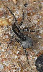 Pardosa pauxilla