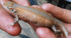 Sceloporus slevini