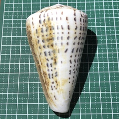 Conus leopardus