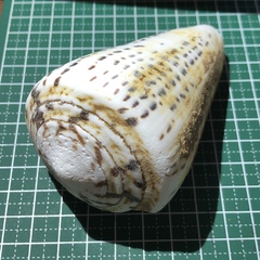 Conus leopardus