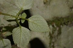 Coleus nitidus