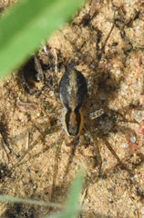 Pardosa delicatula