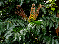 Pometia pinnata