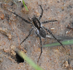 Pardosa pauxilla
