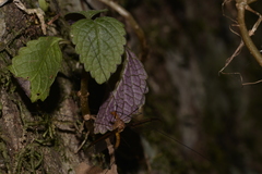 Coleus nitidus