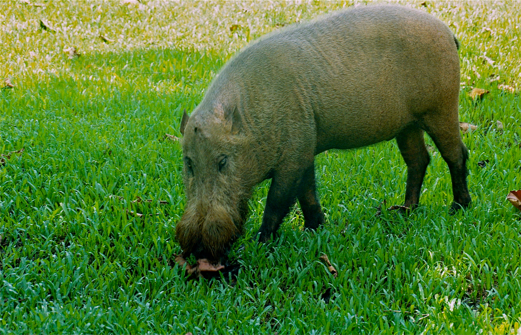 Bearded Pig