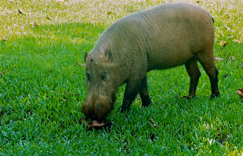 Bearded Pig