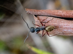 Camponotus suffusus bendigensis