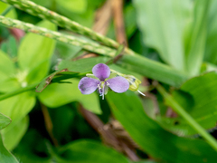 Murdannia gigantea