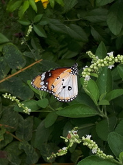 Danaus chrysippus chrysippus
