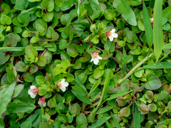 Torenia polygonoides