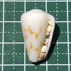 Conus bandanus