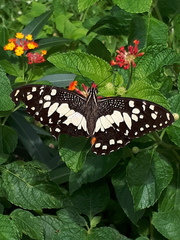 Papilio demoleus malayanus