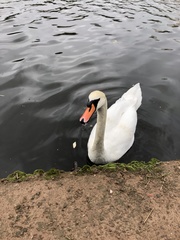 Cygnus olor