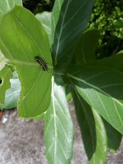 Danaus chrysippus chrysippus