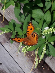 Junonia almana javana