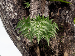 Davallia denticulata