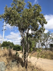 Melaleuca nervosa