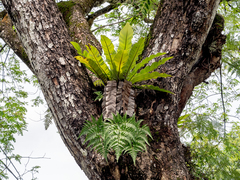 Davallia denticulata